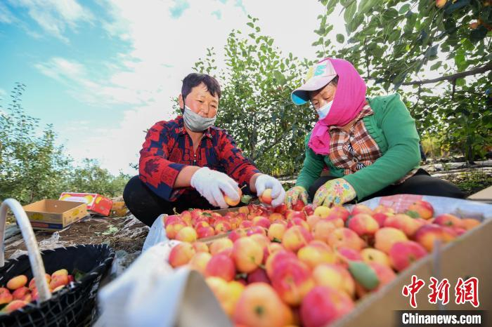 图为果农将沙果装箱。科右前旗融媒体中心供图