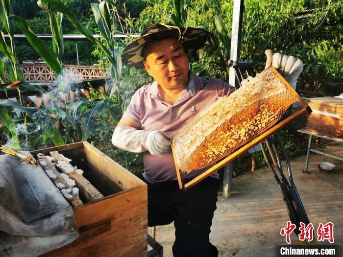 顾永久开箱检查蜜蜂繁育情况。受访者供图