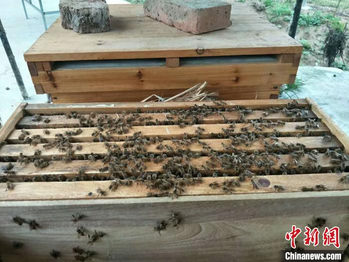 蜂场里的蜂箱。受访者供图