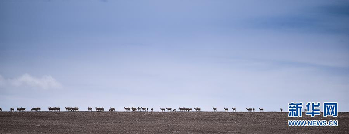 青海可可西里地区，一群雌性待产藏羚羊通过青藏公路后向卓乃湖行进（2016年6月7日摄）。新华网 图