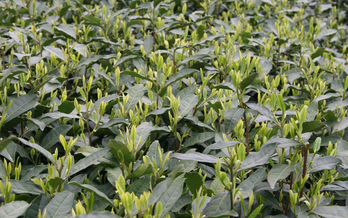 龙井43。农科院供图&nbsp;