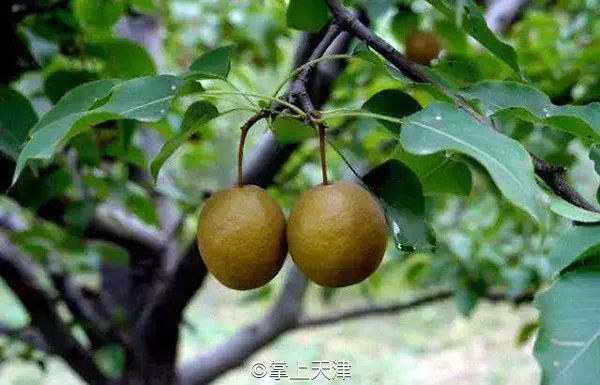现在 | 天津人是该吃梨了吗?
