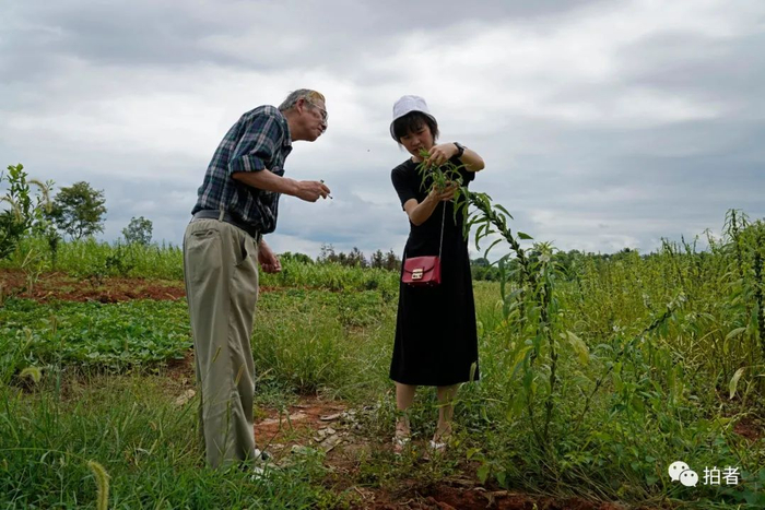 8月10日，岛爷爷对油坊榨油的原材料芝麻非常感兴趣，他请丹子带他到芝麻地里看芝麻的模样。