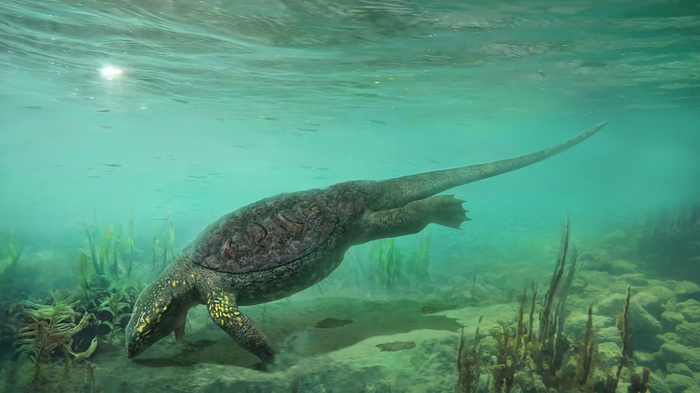 中国豆齿龙游泳复原图，绘图：张宗达