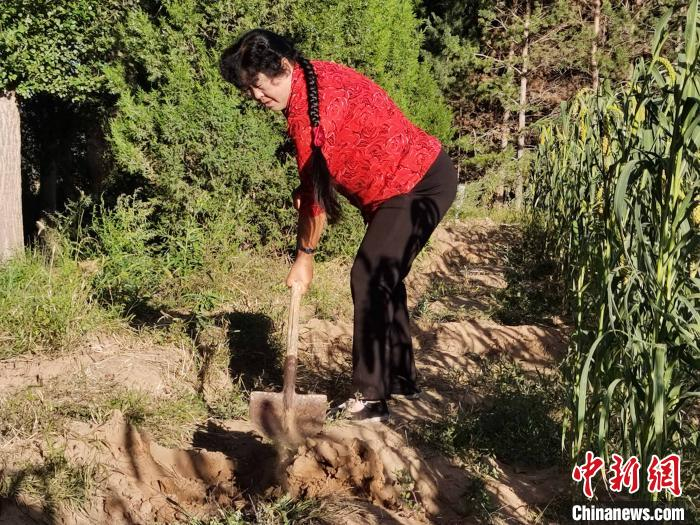 图为殷玉珍正在沙地劳作。　党田野　摄