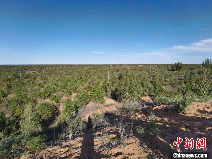 图为殷玉珍在毛乌素沙地里种植的树木。　党田野　摄