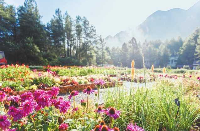 大木花谷 涪陵区委宣传部供图