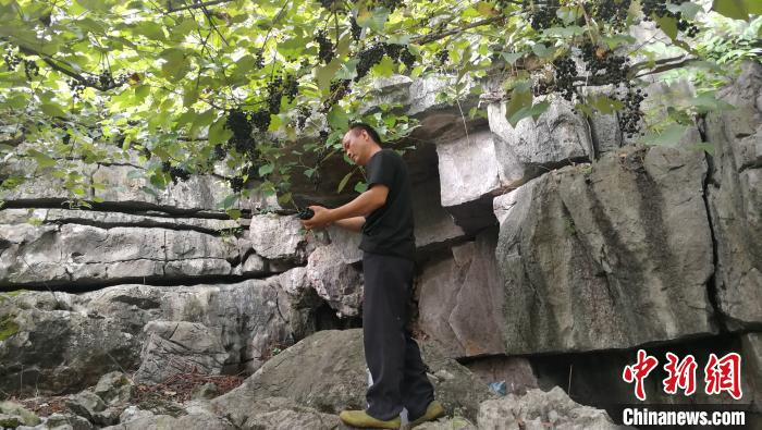 图为韦凤茂在采摘毛葡萄 翟李强 摄