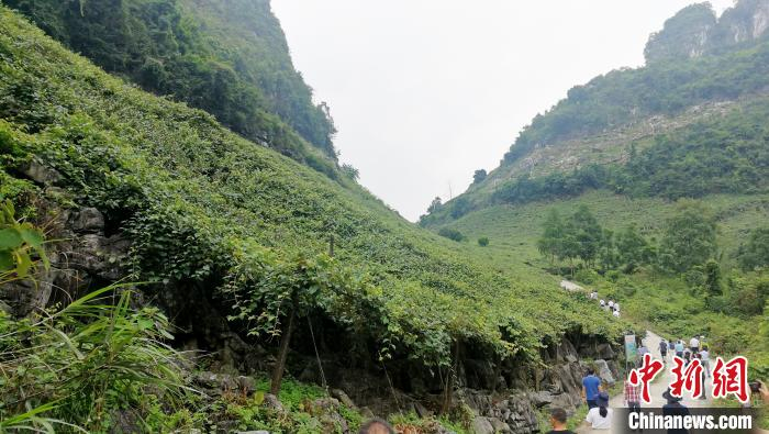 图为毛葡萄园 翟李强 摄