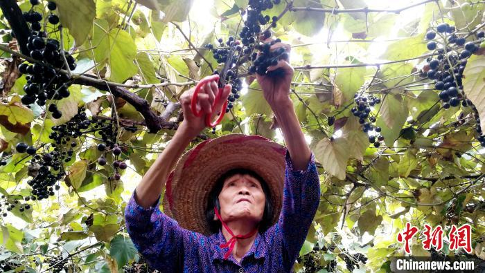 村民采摘毛葡萄 翟李强 摄