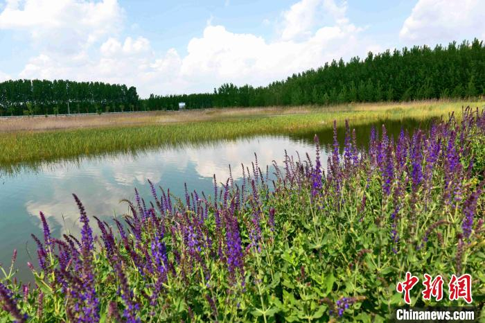 由沉沙池池区改造而成的位山湿地公园，岸边绿树成荫，木栈道在河中央蜿蜒盘踞着，水车吱吱呀呀的工作，耳边不时响起几声清脆的鸟叫声。　孙婷婷 摄