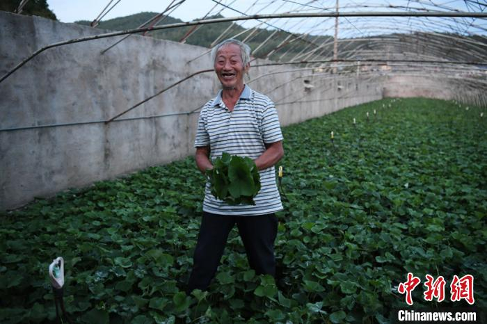 卢廷春因马蹄叶致富 张瑶 摄