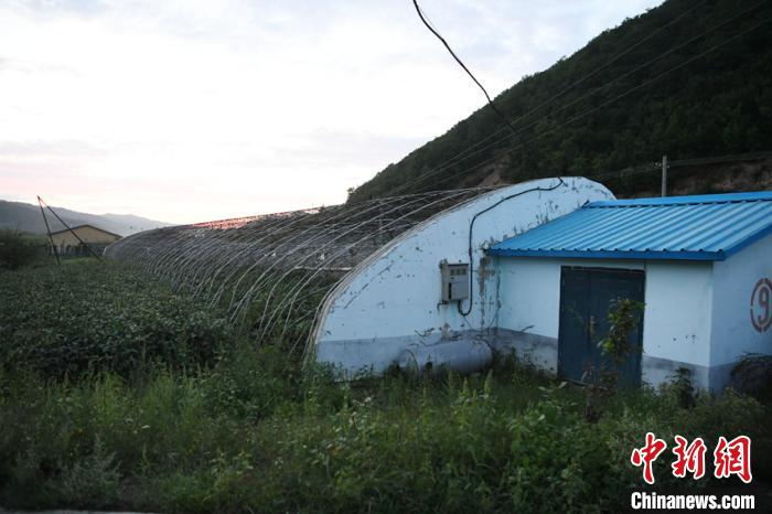 福林村马蹄叶基地 张瑶 摄