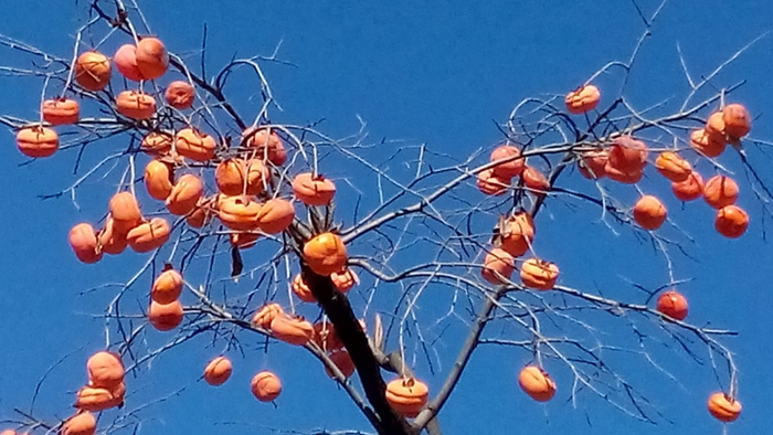 ▍往年成熟的盖杮  摄影：岳强