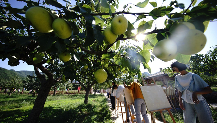 ▍梨园也是写生的好地方 摄影：程功