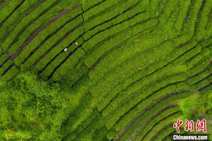 航拍墨脱县墨脱村茶叶种植基地。中新社记者 何蓬磊 摄