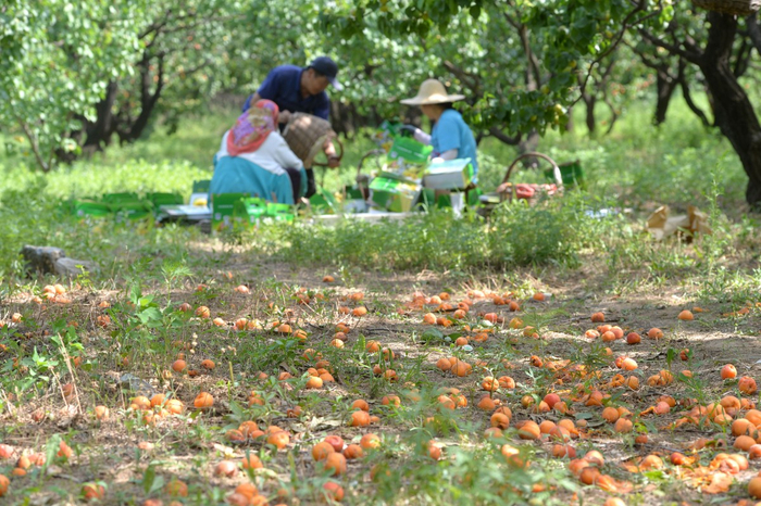 ▍今年受疫情影响，龙泉雾香白杏销售遇阻。王海欣 摄