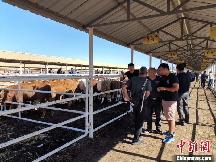 图为牛市上的买卖双方在讨论成交价格。　乌娅娜 摄