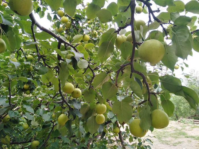 ▍成熟的京白梨挂满枝头  摄影：岳强