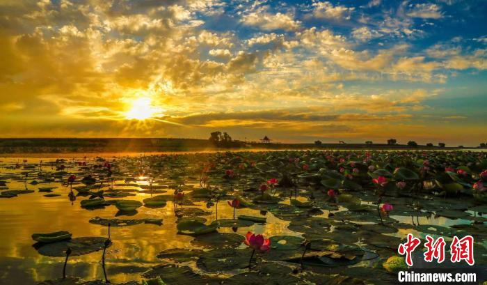 边疆村的“最北荷花池” 王智 摄