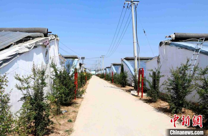 目前，在山东省菏泽市牡丹区李村镇秦庄村西的200个大棚内，生长着30余种热带水果。　孙婷婷 摄