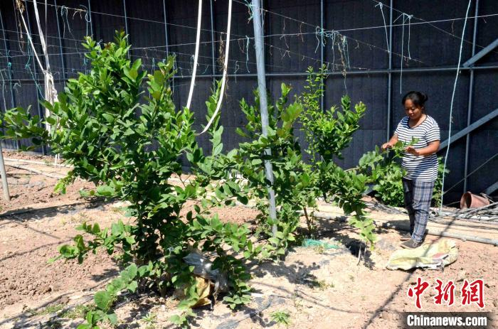 工人们对柚子树进行修剪。　孙婷婷 摄