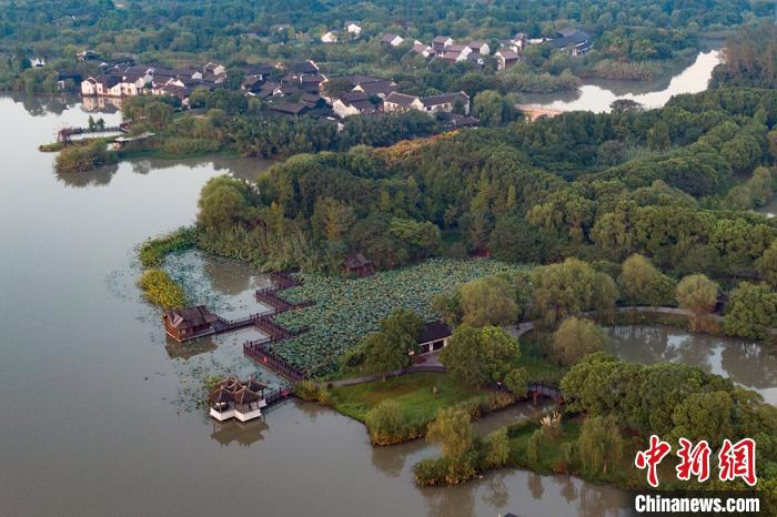 北有青纱帐，南有芦苇荡。　泱波 摄