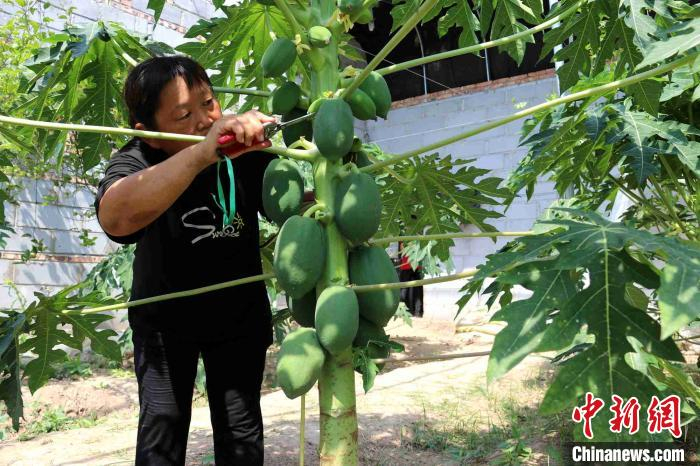 工人们对热带水果果树进行修剪。　孙婷婷 摄