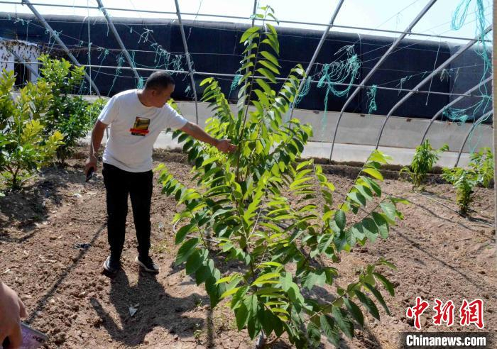 温室大棚内试验种植的释迦果已经开始挂果。　孙婷婷 摄