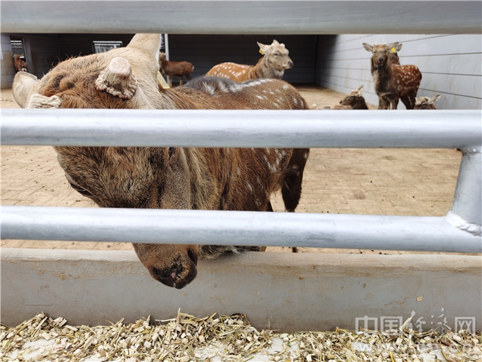 鹿舍内的梅花鹿。经济日报-中国经济网记者宋雅静/摄