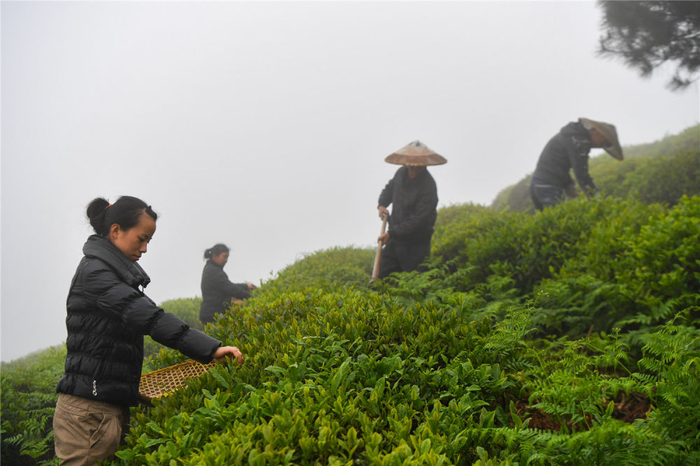 茶农在茶叶基地劳作。新华社记者 薛宇舸 摄
