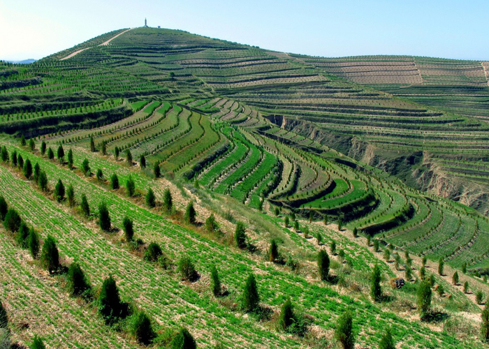 （图为甘肃定西市安定区福州林。人民日报客户端记者刘赫摄）