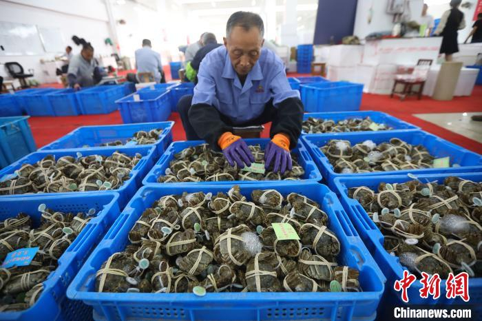 工作人员分拣大闸蟹，准备发往各地。　泱波 摄