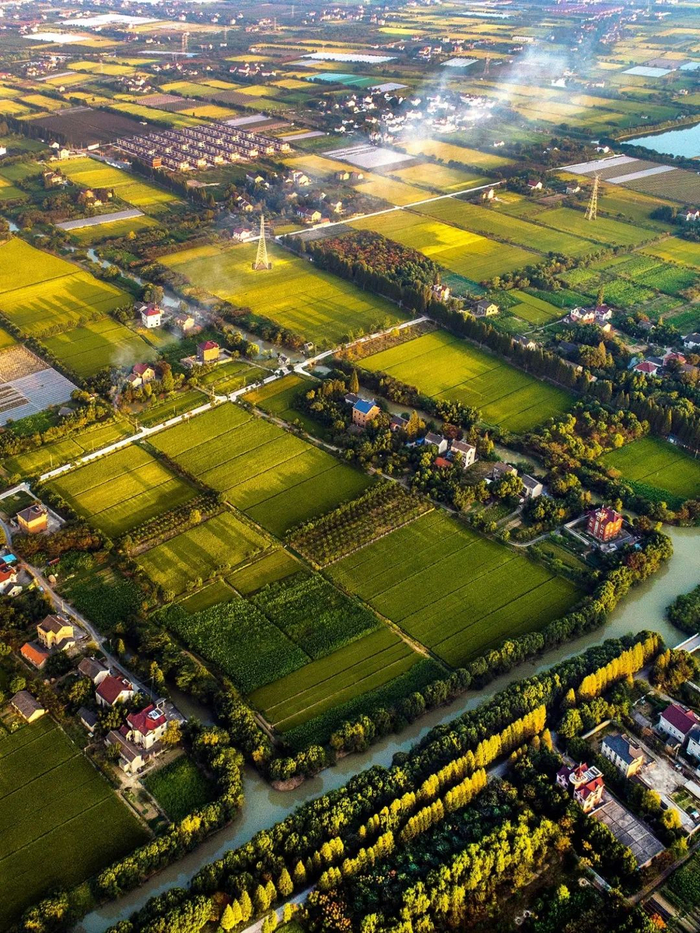 ▲ 秋季的嘉兴水田。摄影/夏松