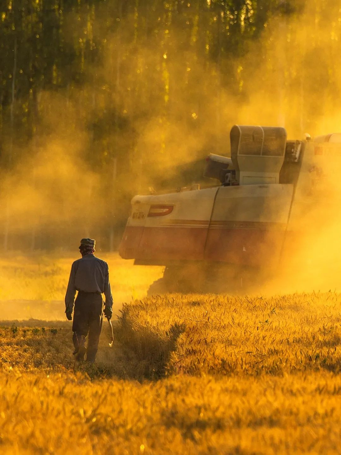 ▲ 甘肃酒泉瓜州县，农民收割小麦脱贫致富。摄影/吴俊瑞