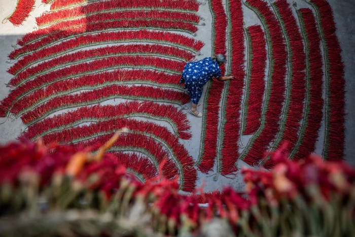 ▲ 贵州毕节市金鸡村村民在整理晾晒的辣椒。图/视觉中国