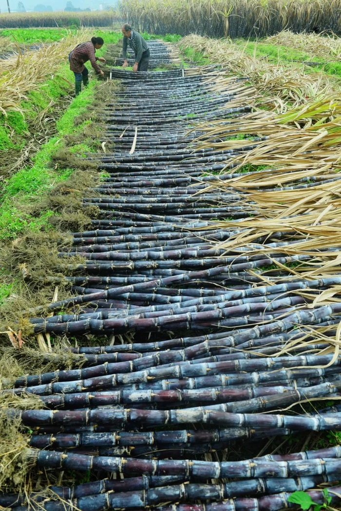▲ 广西贺州，蔗农在整理打包黑蔗。图/视觉中国