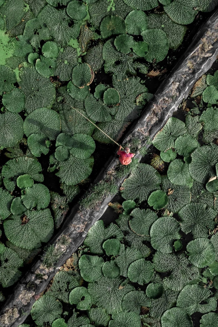 ▲ 无锡的芡实（鸡头米）种植地。图/视觉中国