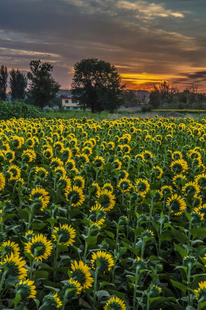 ▲ 新疆阿克苏地区的大片向日葵。图/视觉中国