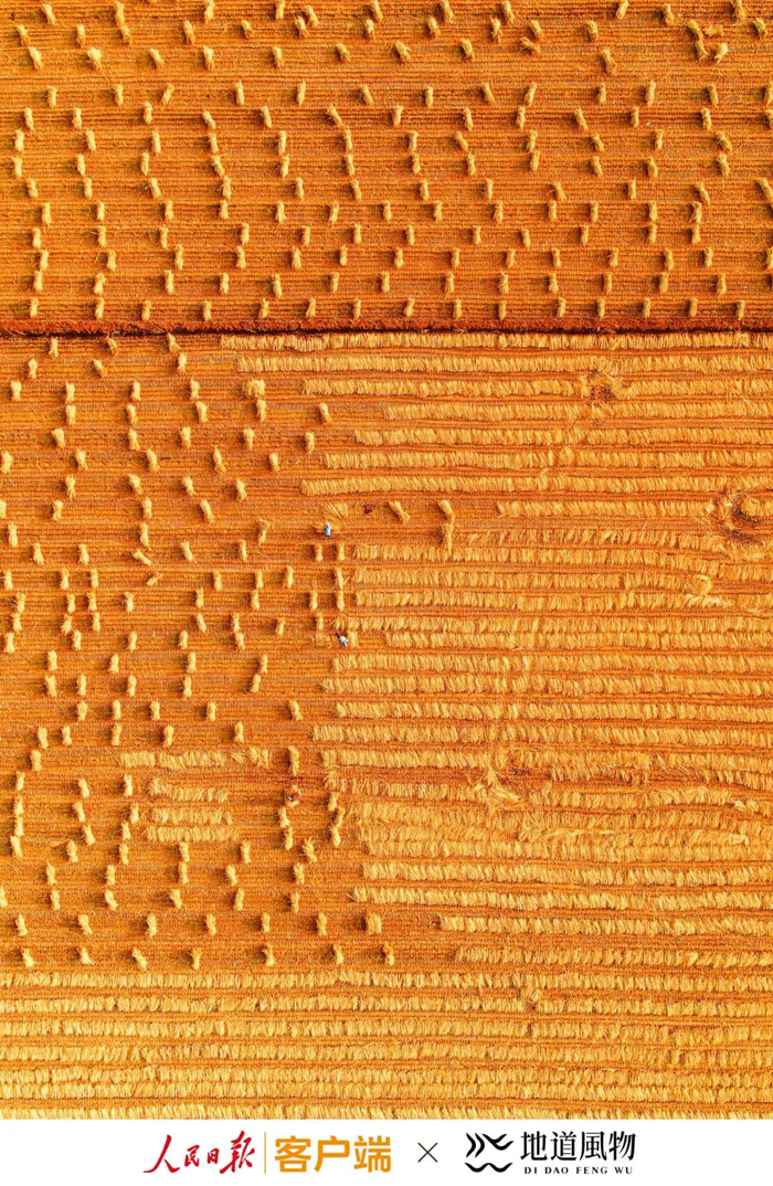 ▲ 丰收季金黄的麦田。摄影/邱会宁