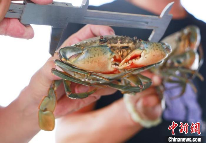     图为盐碱地捕捞的青蟹　郑俊朋　摄