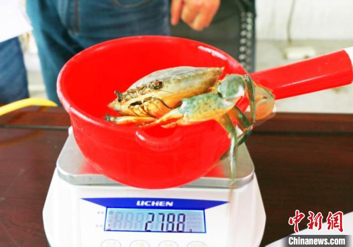 图为盐碱地捕捞的青蟹 郑俊朋 摄