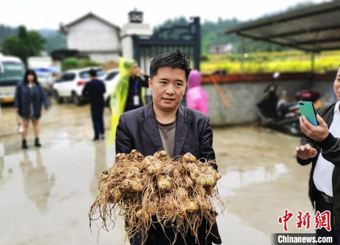 刚挖出来的黄精。　向一鹏 摄