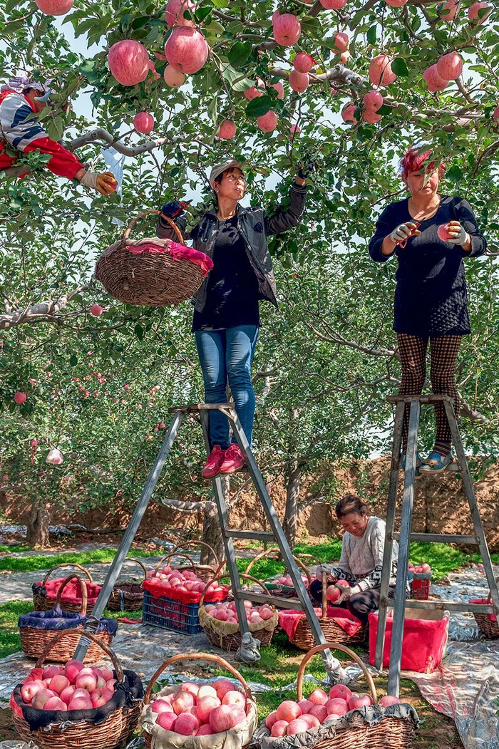 ▲ 甘肃庆阳西峰的苹果熟了。摄影/汪琳