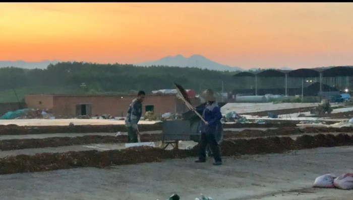 ▲三塘镇的一家晒场，一名来自河南的采购商告诉记者，他已经购买了十几车八角，地上晾晒的八角正是自己的定制货，晚上就准备熏硫磺。新京报记者 王瑞文&nbsp;摄