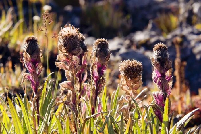 ▲褐花雪莲。受访者供图