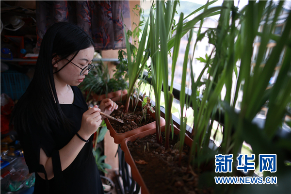 刘月在家中打理绿植。新华社记者 刘续摄