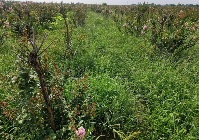 ▲耕地内种植的紫薇等绿化景观树被杂草吞噬。新京报记者 李英强 摄
