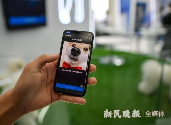 图说：通过每只宠物独特的鼻纹来识别身份 新民晚报记者 陈梦泽 摄