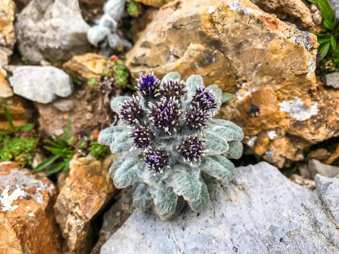 ▲云状雪兔子。受访者供图